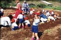 Digging Potatos - NOASC School Indoor Program